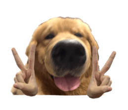 ลายที่ 41