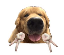 ลายที่ 43