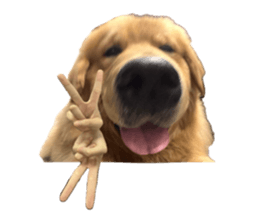 ลายที่ 45