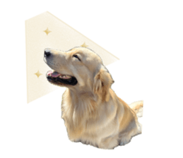 ลายที่ 47