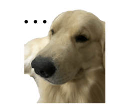 ลายที่ 49