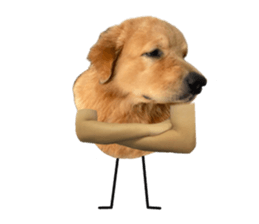 ลายที่ 51