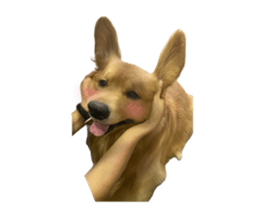 ลายที่ 53