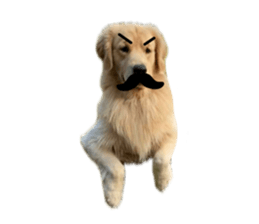 ลายที่ 55