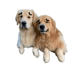 ลายที่ 57