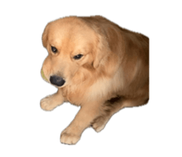 ลายที่ 61