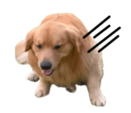 ลายที่ 63