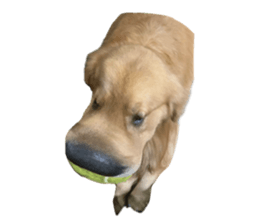 ลายที่ 65