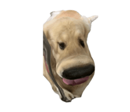 ลายที่ 67