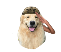 ลายที่ 77