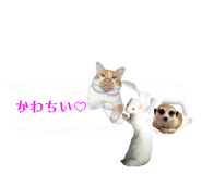 720036064