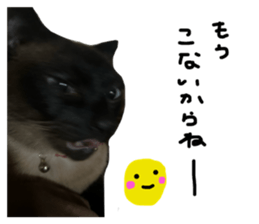 720343823