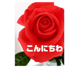 720575384