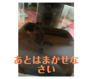 720968268