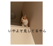 720968276