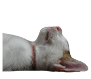 72190795