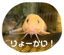 722243404