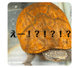 722325464
