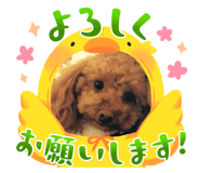 722374066