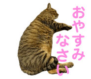 722855215