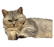 722876711