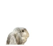 723195904