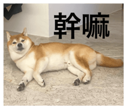 723198855