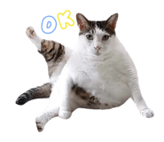 723236691
