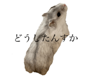723242553