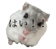 723242554