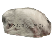 723242555