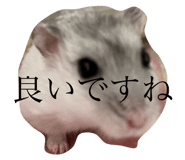 723242558