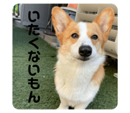 723300816