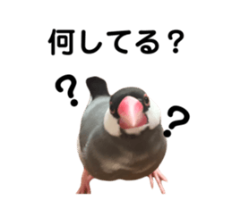 723307855