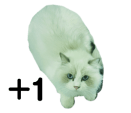723442429