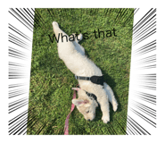 723454079