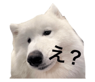 723455229