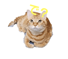 723554458