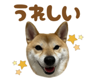 723555224