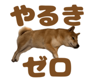 723555225