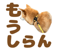 723555227
