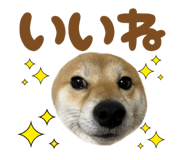 723555230