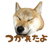 723555233