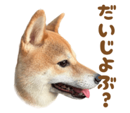 723555234