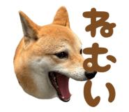 723555236