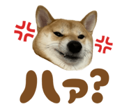 723555239