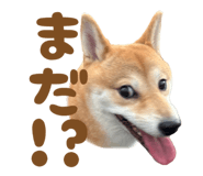 723555240