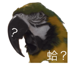 723588004