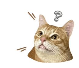 723688486