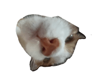 723802597